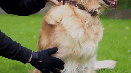 The Pooch Pouch